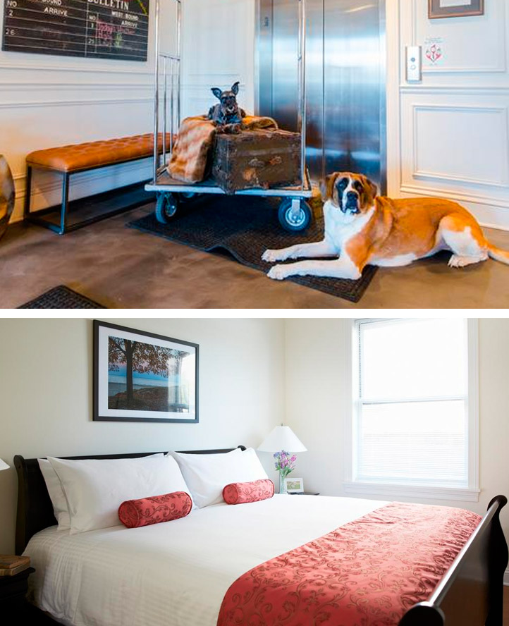 The Guesthouse Hotel pet friendly hotel